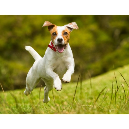 Terraillon Ζυγαριά Τροφής Σκύλου Nutridog (GR14525)